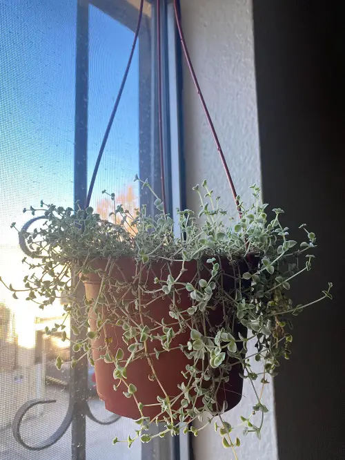 indoor flowering succulents 2