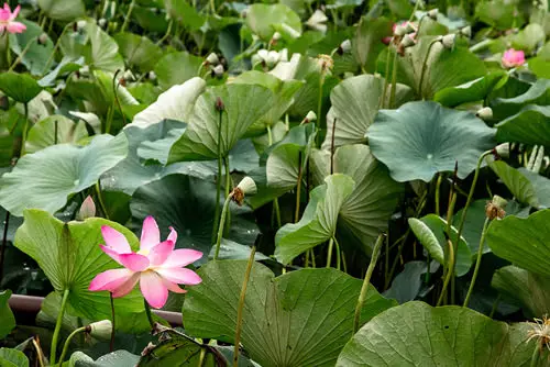 Flowers You Can Cook
