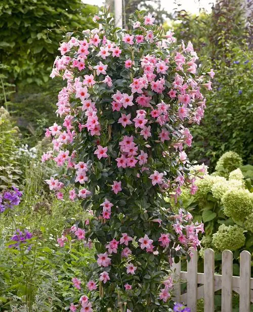 beautiful Tiny Blooming Vines for Trellis