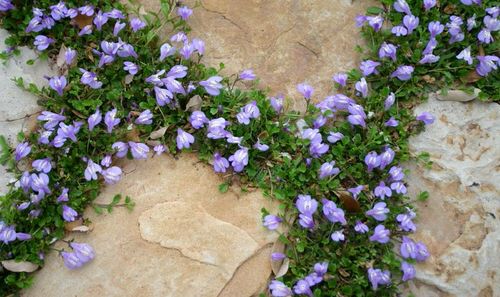 Beautiful Plants to Grow in the Vessels and Cracks of a Garden