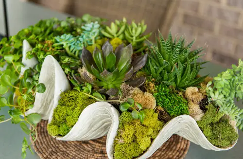 top Succulents Centerpiece and Arrangement Ideas