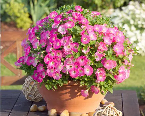 Low-Maintenance Flowers That Can Handle Heat and High Temperatures