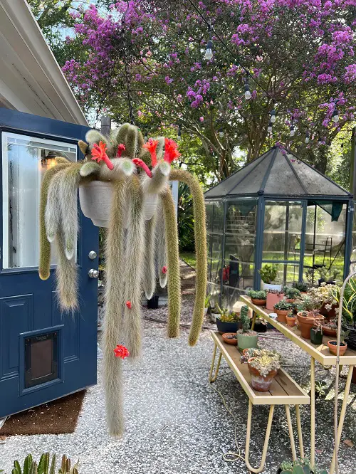 indoor flowering succulents