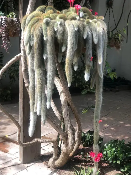 indoor flowering succulents