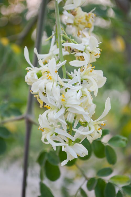 Flowers that are Vegetables