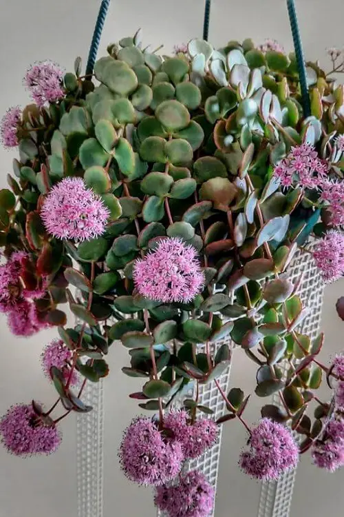indoor flowering succulents 3