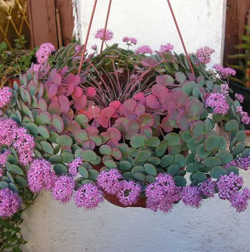 indoor flowering succulents 4
