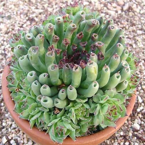 top Different Types of Sempervivum Hens and Chicks