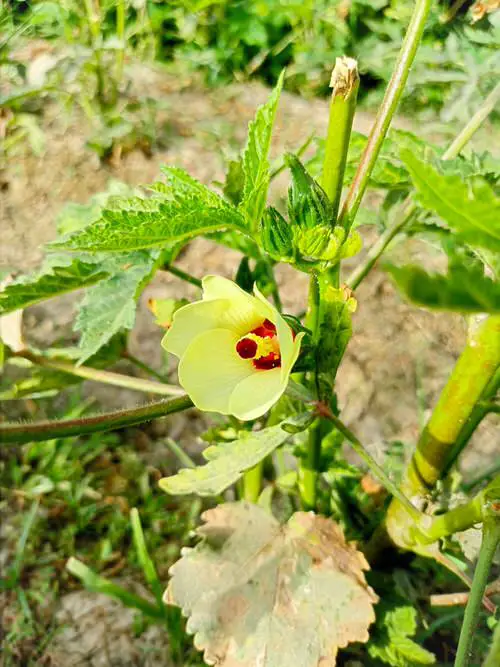 top Flowers You Can Prepare