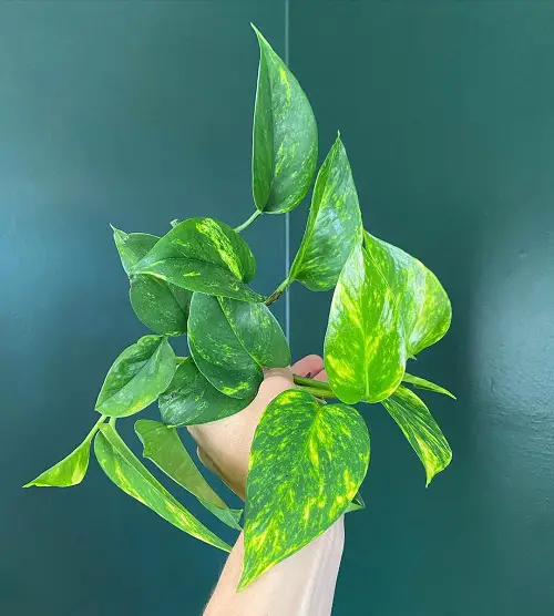 One Secret to Grow Any Plant From a Cutting