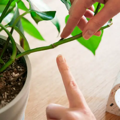 One Secret to Grow Any Plant From a Cutting