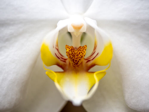 beautiful Plant Flowers That Remind You of Things