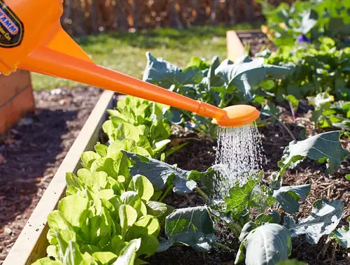 Over Or Under Watering