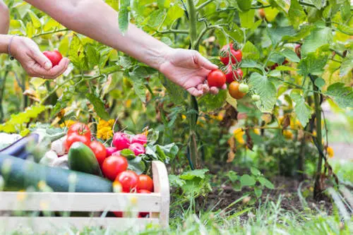 Overplanting