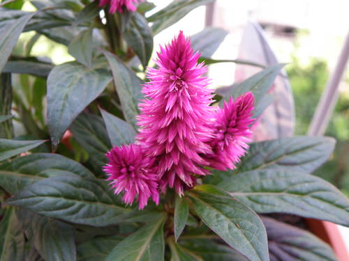 top Stunning Types of Celosia You Can Grow