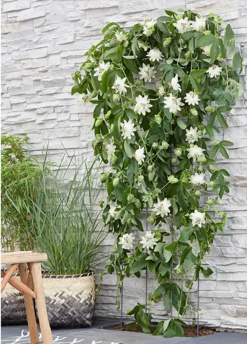 Types of Passionflower Vines