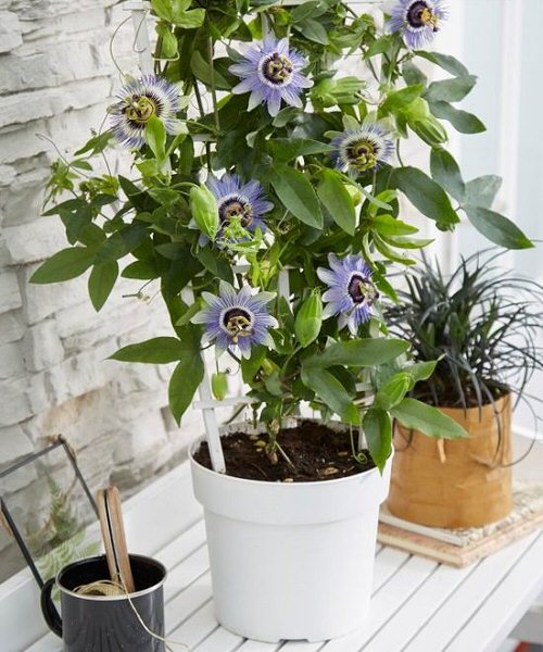  Show Which Plants Are the Best for Sleep Apnea and Insomnia
