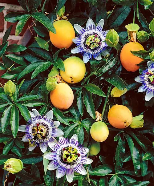 top  Best Passion flower Varieties