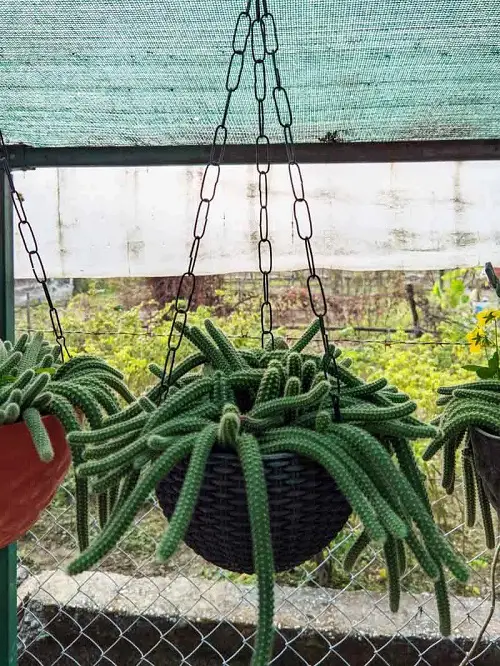 Peanut Cactus hanging