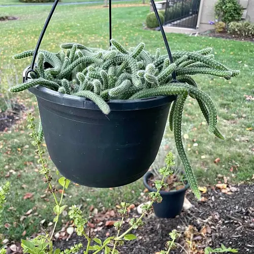 Peanut Cactus