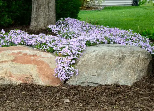 Lovely Plants to Grow in Garden Cracks