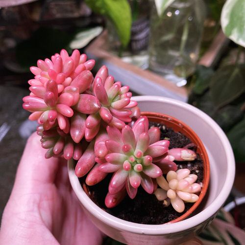 Roseum succulents that are the most beautiful to grow