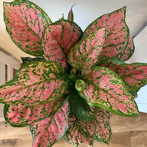 Lesser Known Aglaonema Varieties