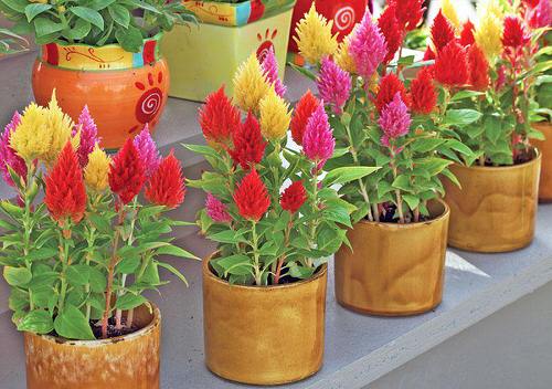 best Stunning Types of Celosia You Can Grow