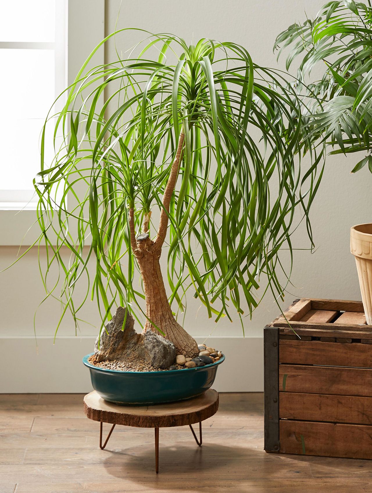 beautiful Succulents for Air Purification in Homes