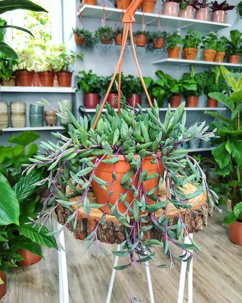 Amazing Best Types of String of Pearls Varieties