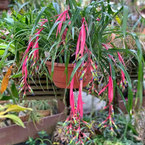 Best Indoor Plants for Basket Hangings