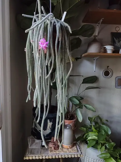outdoor plants in Hanging Baskets 5