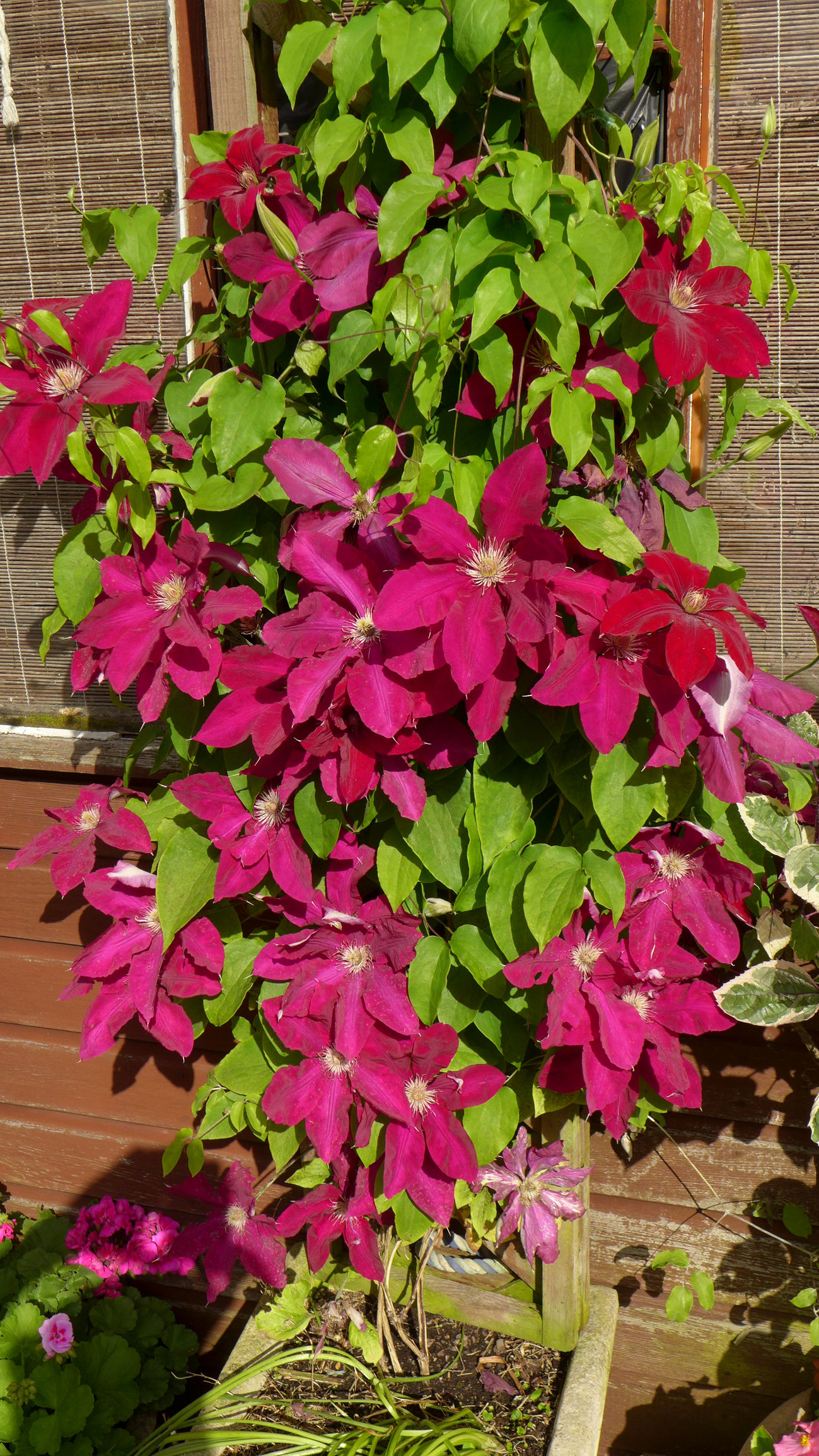 Tiny Blooming Vines for Trellis