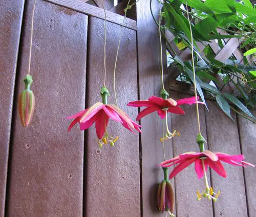  top Passion flower Varieties on wall