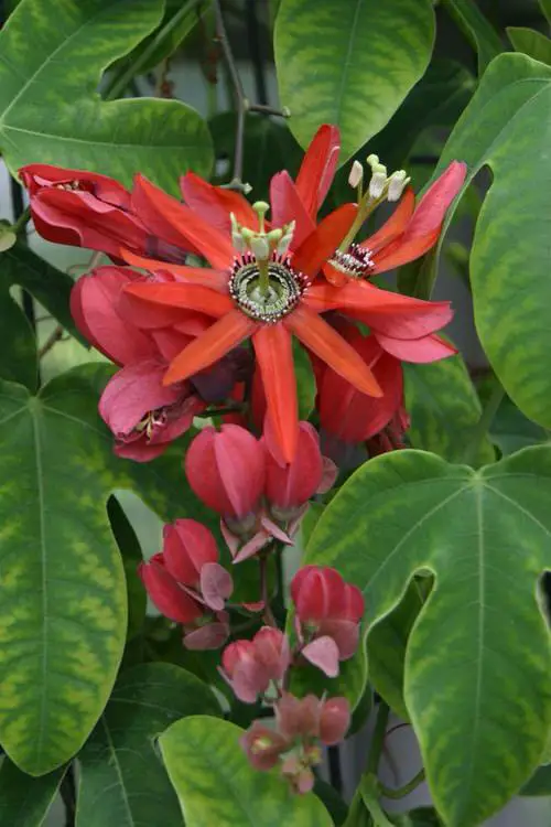 beautiful  Best Passion flower Varieties