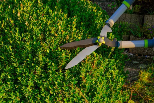Over Pruning Bushes