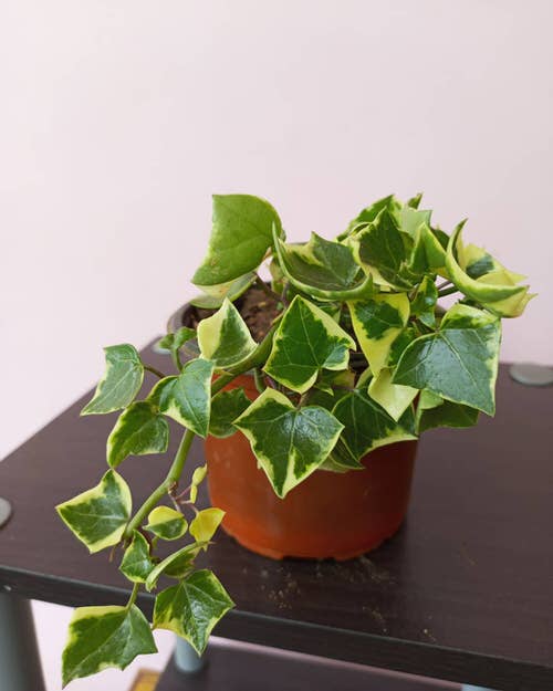 Requirements For Growing Wax Ivy