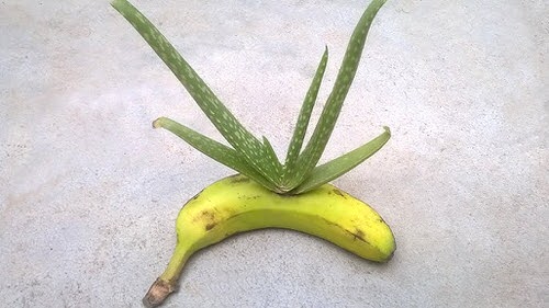Root Alovera in a Ripe Banana
