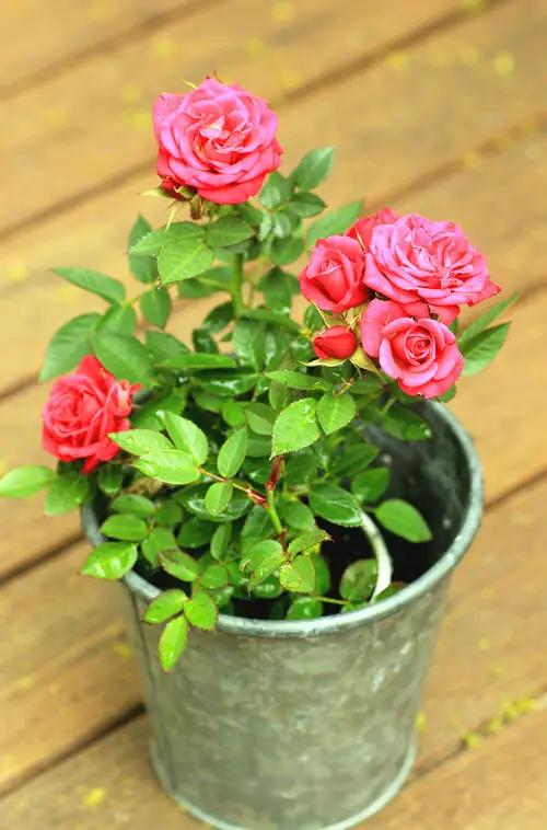 Flowers You Can Cook in garden