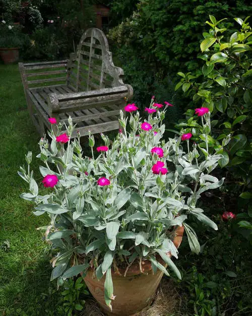 Pink Flowers for Garden 85