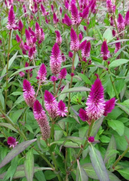 beautiful Celosia Varieties 