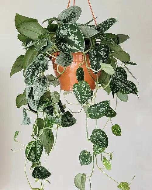 most Great Houseplants for Hanging Baskets