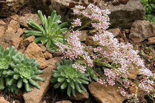 Beautiful Plants for Cracks and Crevices in Garden