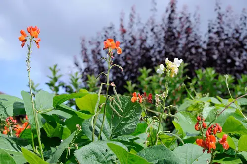 Flowers that are Vegetables 