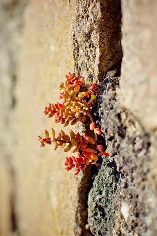 Lovely Plants to Grow in Garden Cracks and Crevices