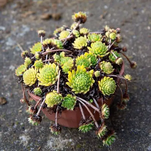 Different Types of Sempervivum Hens and Chicks in yard
