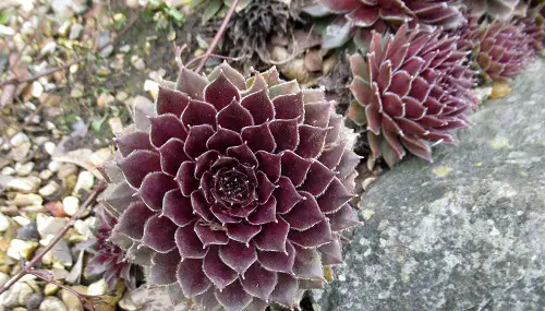 top Varieties of Sempervivum Hens & Chicks