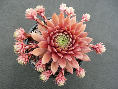 Different Types of Sempervivum Hens and Chicks