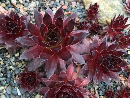 lovely Sempervivum Hens and Chicks Varieties
