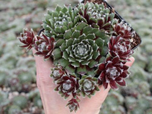 Varieties of Sempervivum Hens & Chicks

